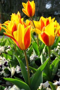 Close-up of orange tulips