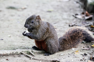 Close-up of squirrel