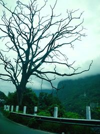 Bare tree on landscape against sky