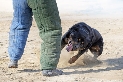 Low section of man with dog on beach