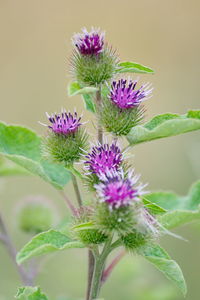Close-up of purple thistle flowers