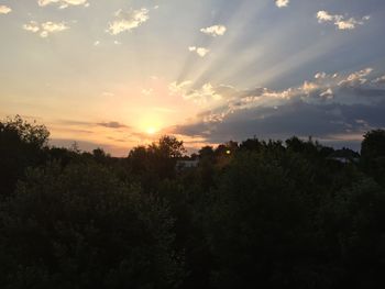 Sun shining through trees