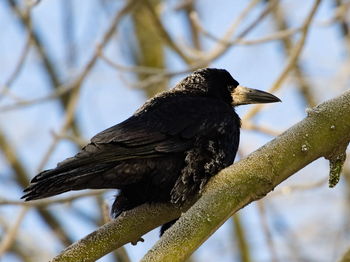 Close-up of bird perching on branch