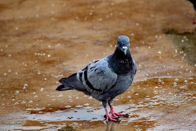 Close-up of duck on wet land