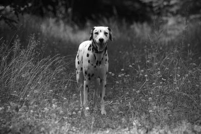 Portrait of dog on field