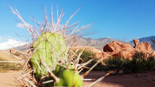 Cactus plants against clear sky