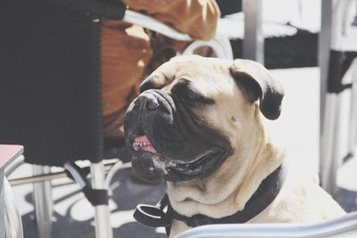 Close-up of dog at home