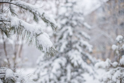 Close-up of snow covered pine tree