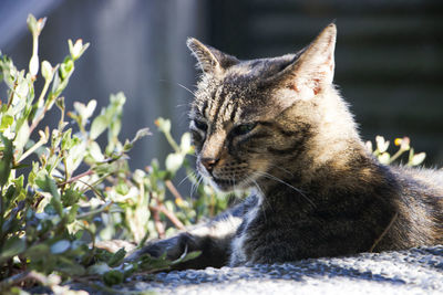 Close-up of a cat looking away