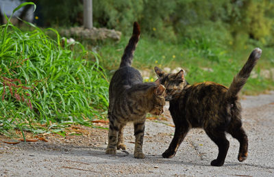 View of two cats on field