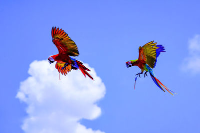 flying