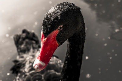Close-up of swan swimming in lake