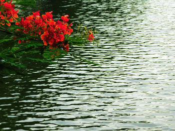 Red flowers by lake