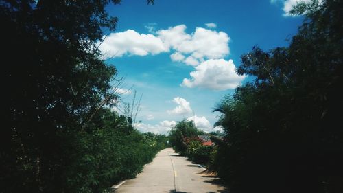 Empty road amidst trees against sky