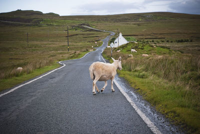 Sheep walking on road by landscape