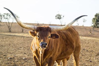 Portrait of cow standing on field against sky