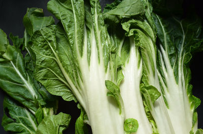 Close-up of green leaves