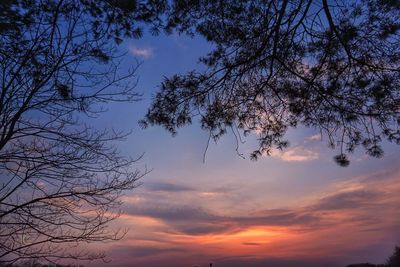 Silhouette of trees at sunset