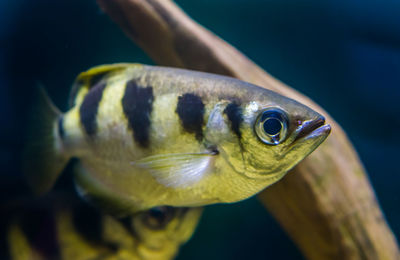 Close-up of fish swimming in sea