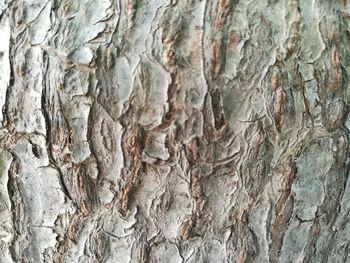Full frame shot of tree trunk