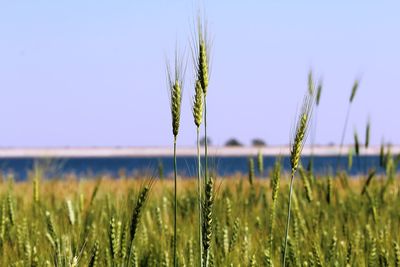 Close-up of wheat growing on field against clear sky