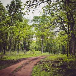 Road amidst trees in forest