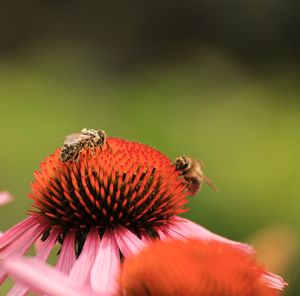 Close-up of honey bee on coneflower