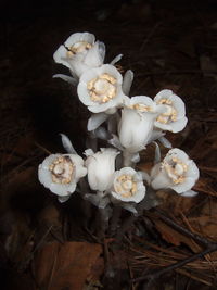 Close-up of flowers