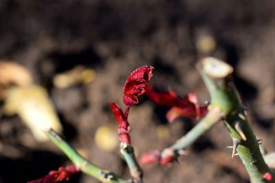 Close-up of red flower