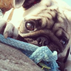 Close-up portrait of a dog