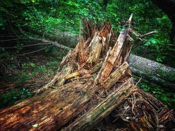 Tree stump in forest