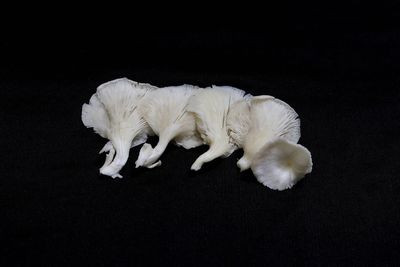 High angle view of white dog sleeping against black background