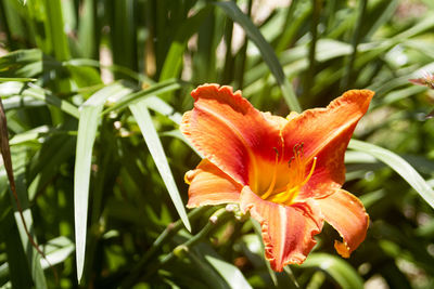 Close-up of orange lily blooming in park