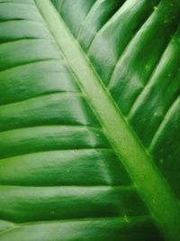 Full frame shot of green leaves