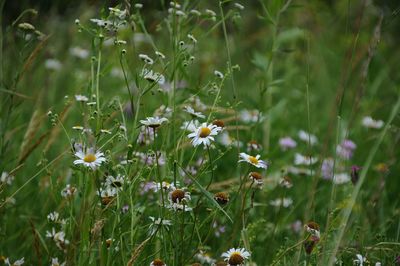 Flowers blooming in grass