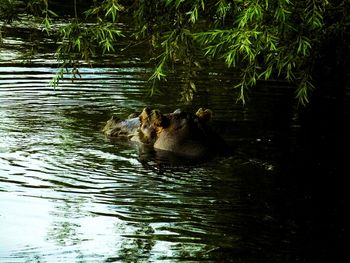 View of a dog in pond