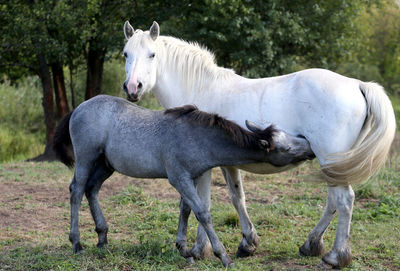 Two horses outdoors