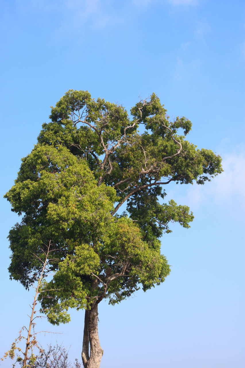 LOW ANGLE VIEW OF TREE AGAINST SKY ON SUNNY DAY