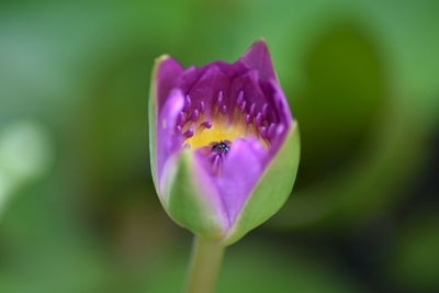 Close-up of purple crocus flower