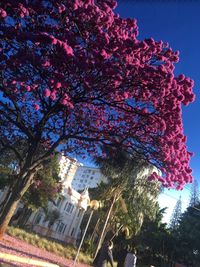 Low angle view of cherry tree by building against sky