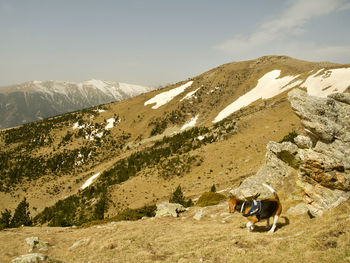 View of a dog on mountain