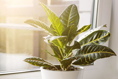 Close-up of potted plant on table at home