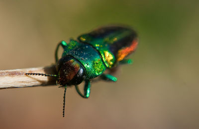 Close-up of insect