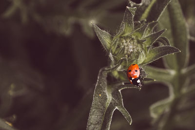 Close-up of ladybug on plant