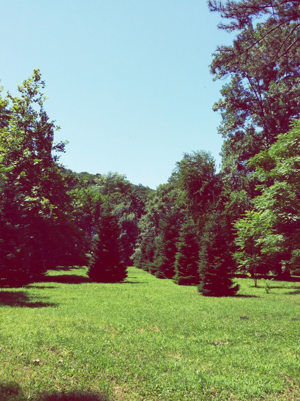 tree, growth, grass, nature, sunlight, no people, green color, outdoors, clear sky, sky, day, park, beauty in nature, plant, tranquility, freshness