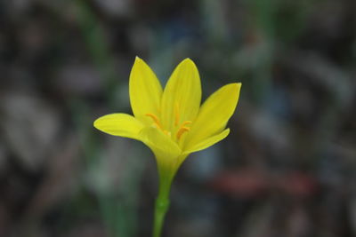 Close-up of yellow flower