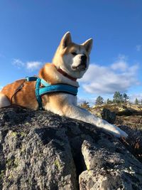 Portrait of dog on rock against blue sky