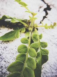 High angle view of insect on plant