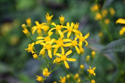 Close-up of yellow flowering plant on field