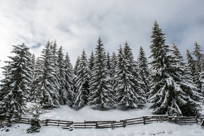 Snow covered pine trees against sky